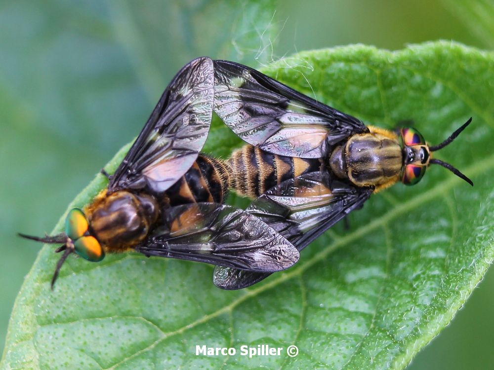 Chrysops relictus in copula